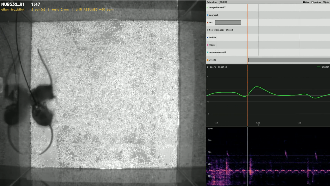 Fiber photometry recording during social play